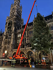 Ankunft des Christbaums aus aus Peiting gegen 5.45 Uhr auf dem Marienplatz (©Foto. Martin Schmitz)
